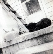 Smutt dog and puppies